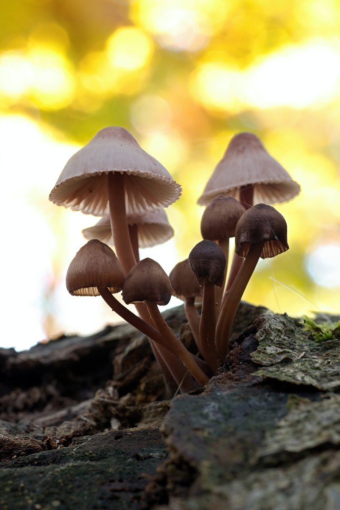 lente zomer herfst winter seizoen seizoenen voorjaar najaar hdr paddenstoelen bladeren mist regen sneeuw
